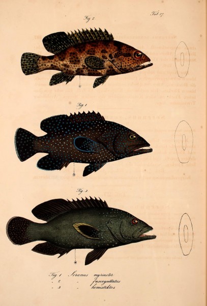 Atlas zu der Reise im nördlichen Afrika (Taf. 27 Fig.1-3) BHL37141104
