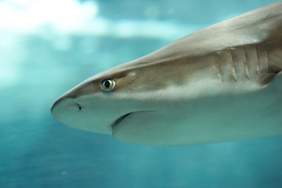 Carcharhinus melanopterus Luc Viatour