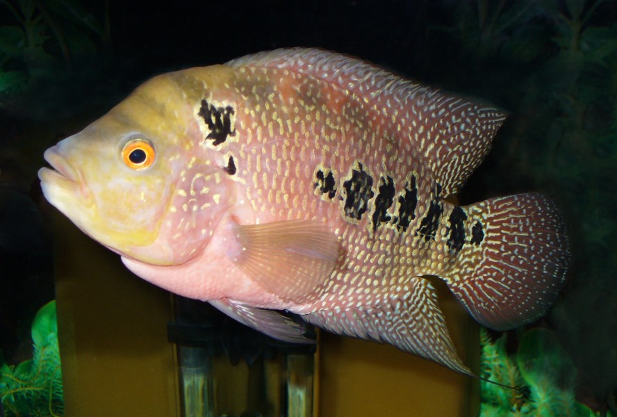 Cichlidae fish 2008 G1