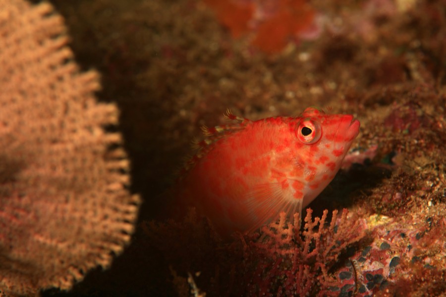 Coral hawkfish (2063386479)