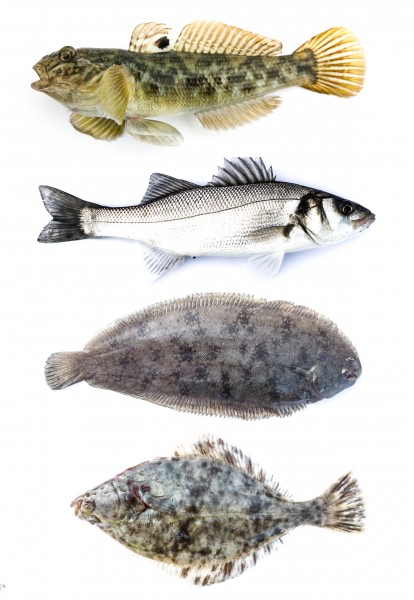 De bekende vier soorten vis die veel voorkomt in Nederland