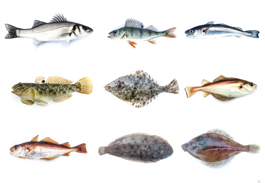 Diverse vissoorten