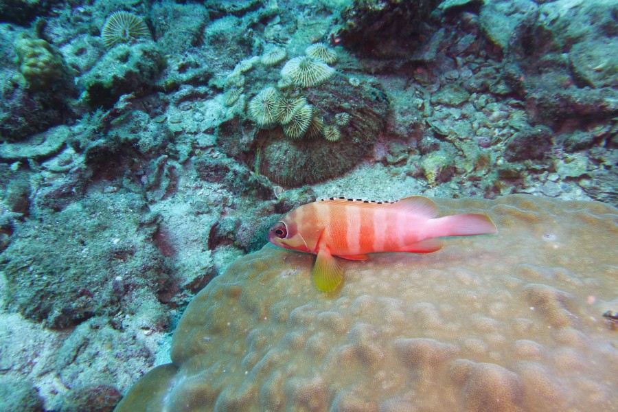 Diving Ko Tao, Thailand 1096