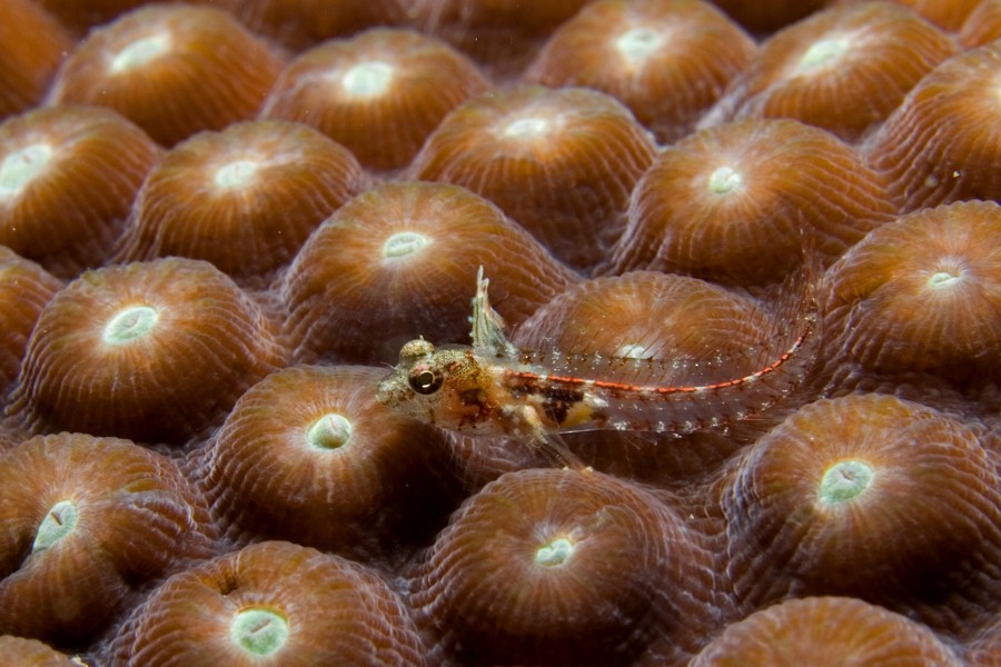 Emblemariopsis carib (Caribbean Flagfin Blenny) edit