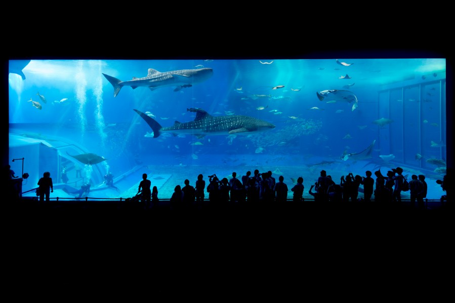 Okinawa Aquarium