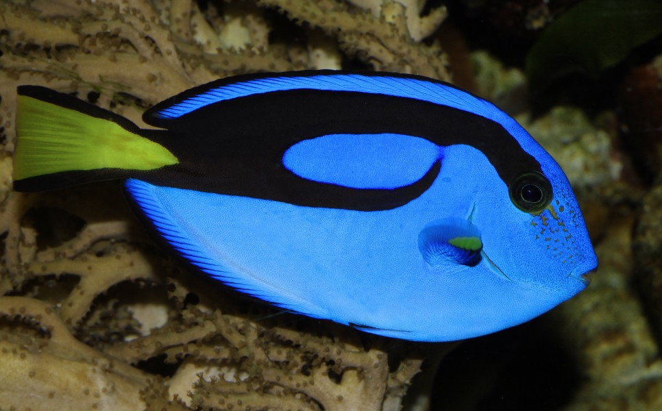 Paracanthurus-hepatus-paletten-doktorfisch