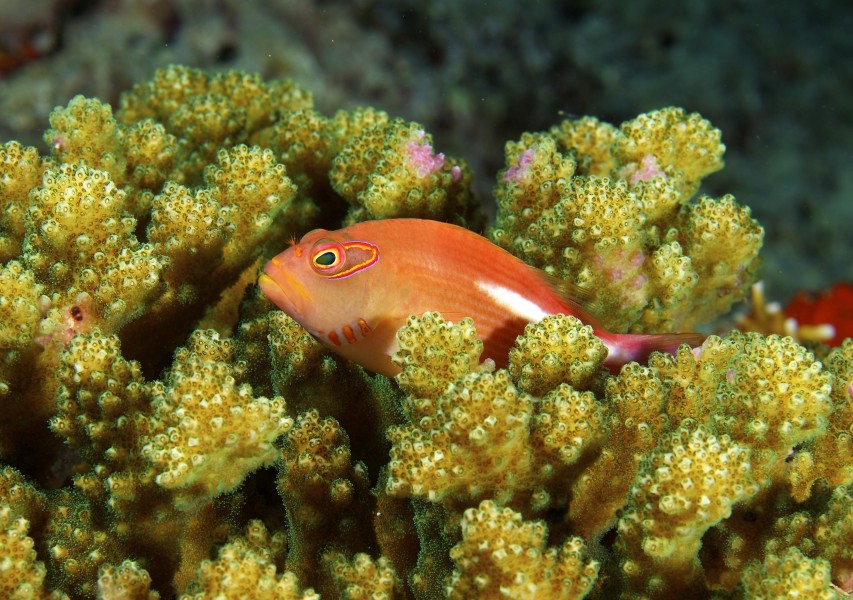 Paracirrhites arcatus Arc-eye Hawkfish by Nick Hobgood