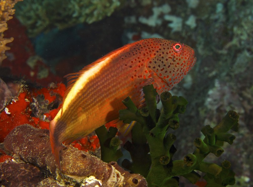 Paracirrhites forsteri Freckled Hawkfish by Nick Hobgood