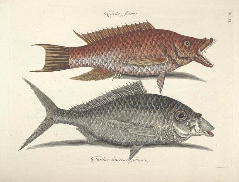 Piscium, serpentum, insectorum, aliorumque nonnullorum animalum nec non plantarum quarundam imagines (Tab. XI) BHL9872983