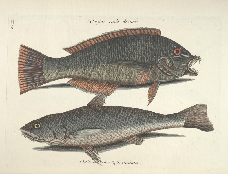 Piscium, serpentum, insectorum, aliorumque nonnullorum animalum nec non plantarum quarundam imagines (Tab. XII) BHL9872984