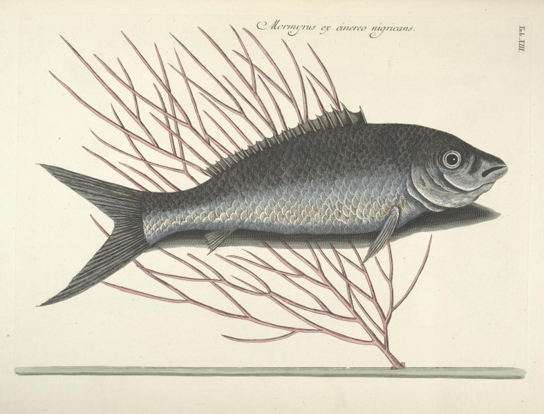 Piscium, serpentum, insectorum, aliorumque nonnullorum animalum nec non plantarum quarundam imagines (Tab. XIII) BHL9872985