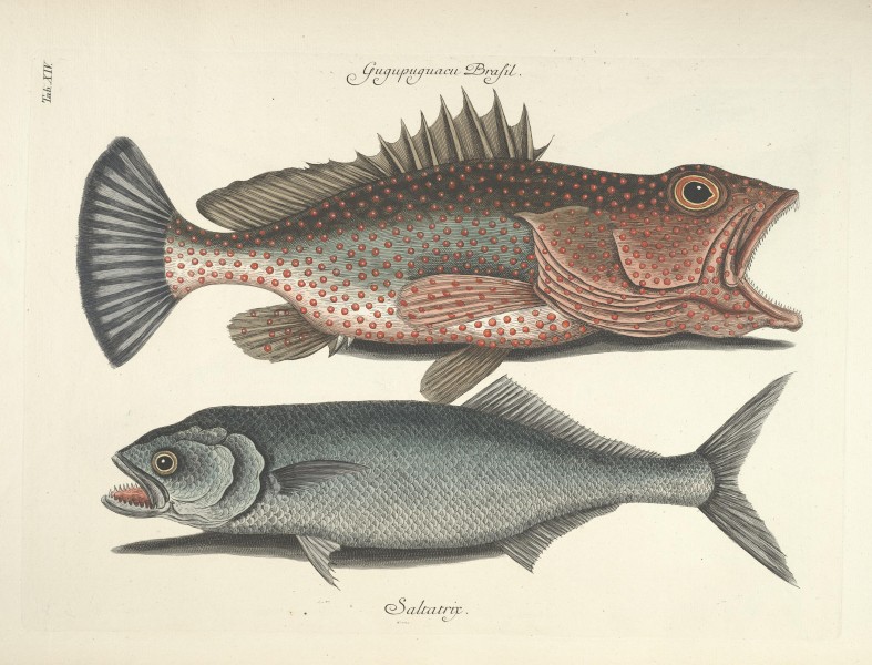 Piscium, serpentum, insectorum, aliorumque nonnullorum animalum nec non plantarum quarundam imagines (Tab. XIV) BHL9872986