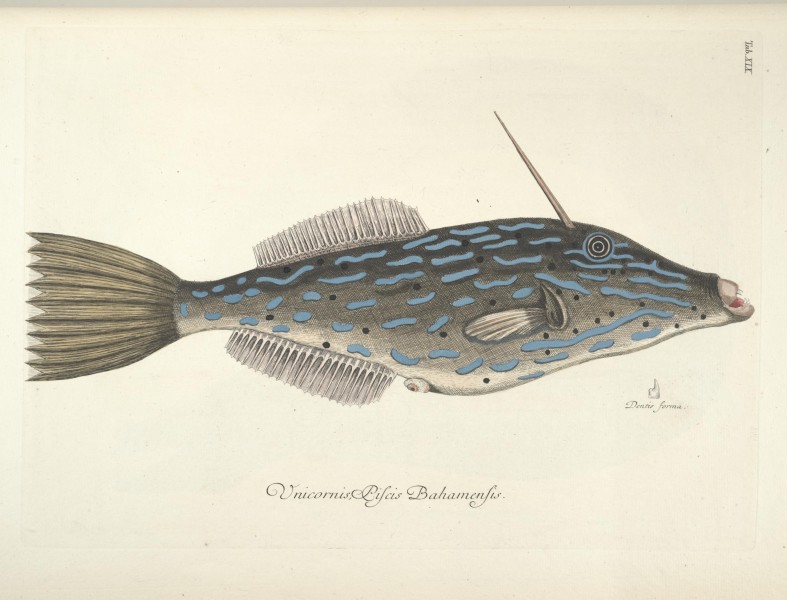 Piscium, serpentum, insectorum, aliorumque nonnullorum animalum nec non plantarum quarundam imagines (Tab. XIX) BHL9872991