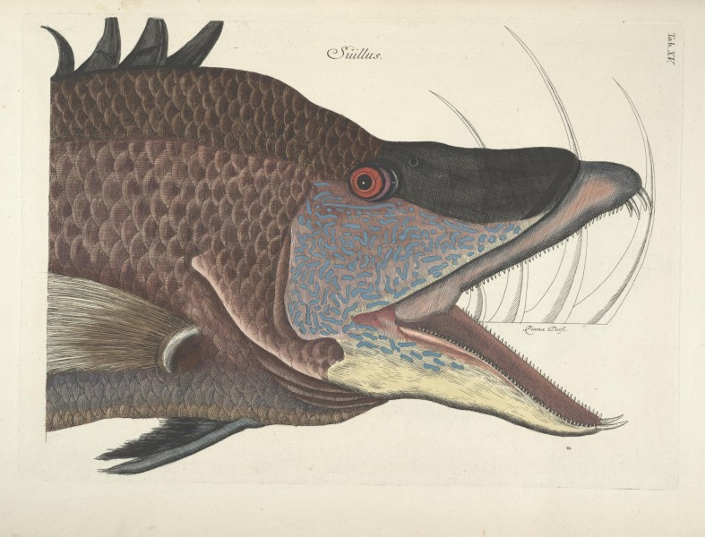 Piscium, serpentum, insectorum, aliorumque nonnullorum animalum nec non plantarum quarundam imagines (Tab. XV) BHL9872987