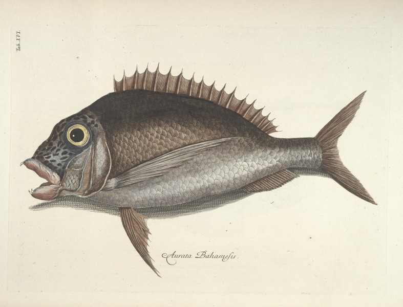 Piscium, serpentum, insectorum, aliorumque nonnullorum animalum nec non plantarum quarundam imagines (Tab. XVI) BHL9872988
