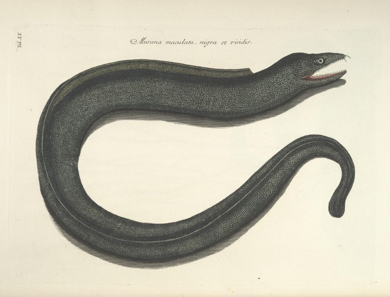 Piscium, serpentum, insectorum, aliorumque nonnullorum animalum nec non plantarum quarundam imagines (Tab. XX) BHL9872992
