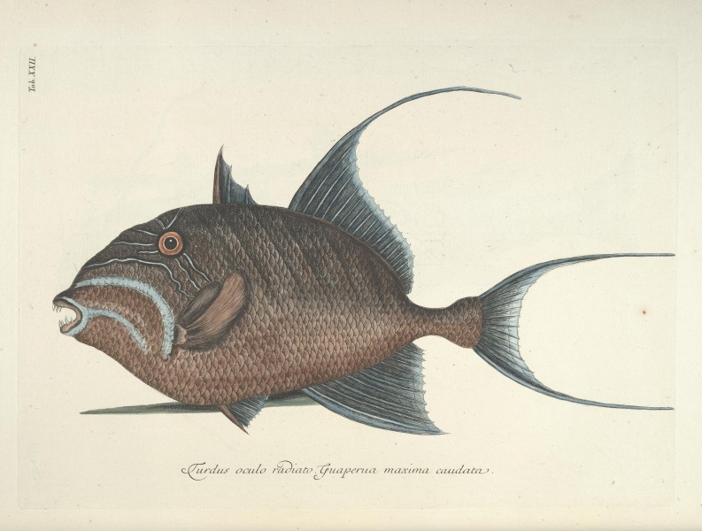 Piscium, serpentum, insectorum, aliorumque nonnullorum animalum nec non plantarum quarundam imagines (Tab. XXII) BHL9872994