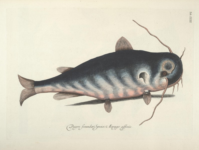 Piscium, serpentum, insectorum, aliorumque nonnullorum animalum nec non plantarum quarundam imagines (Tab. XXIII) BHL9872995