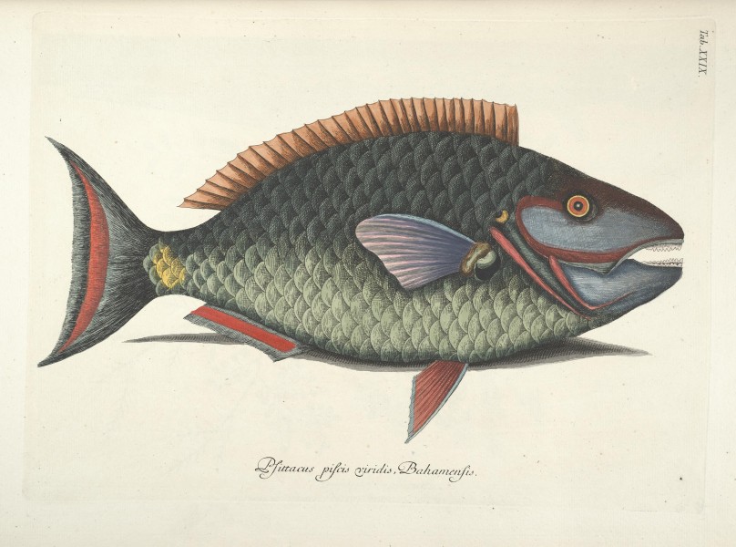 Piscium, serpentum, insectorum, aliorumque nonnullorum animalum nec non plantarum quarundam imagines (Tab. XXIX) BHL9873001