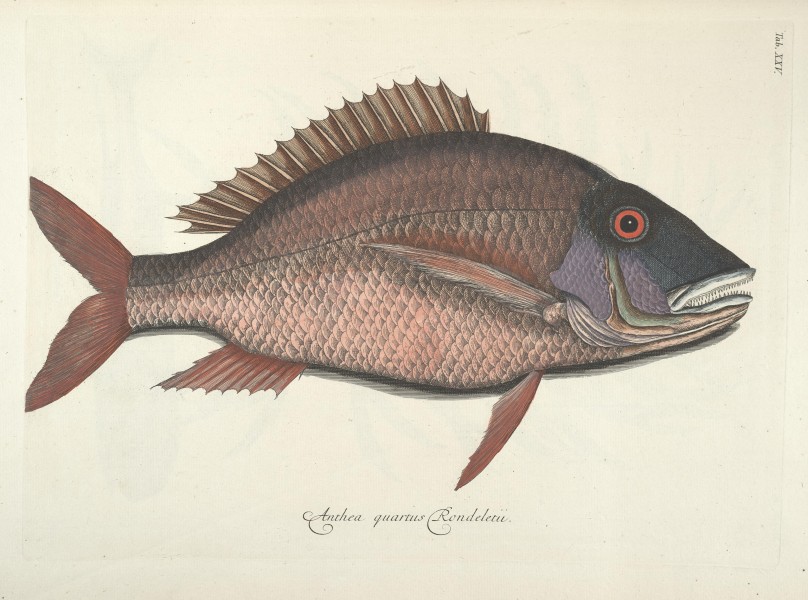 Piscium, serpentum, insectorum, aliorumque nonnullorum animalum nec non plantarum quarundam imagines (Tab. XXV) BHL9872997