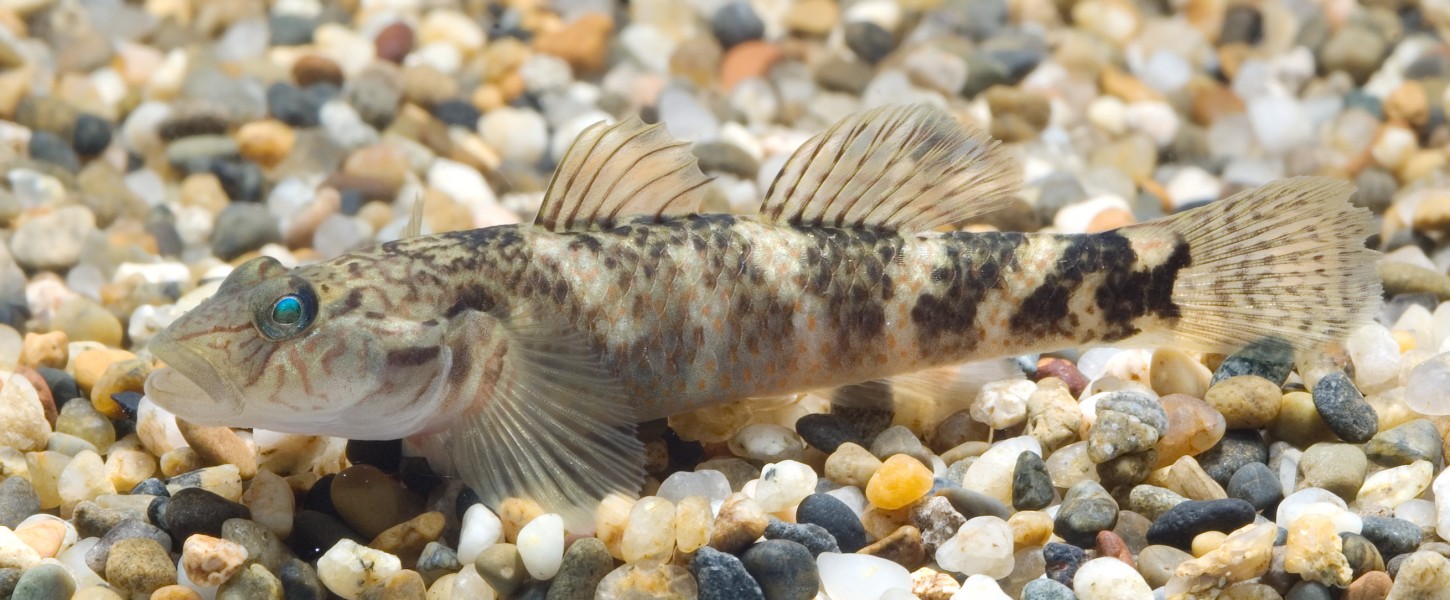 Rhinogobius sp. CB (Shizuoka,Japan)