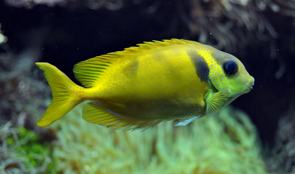 Siganus corallinus Brest