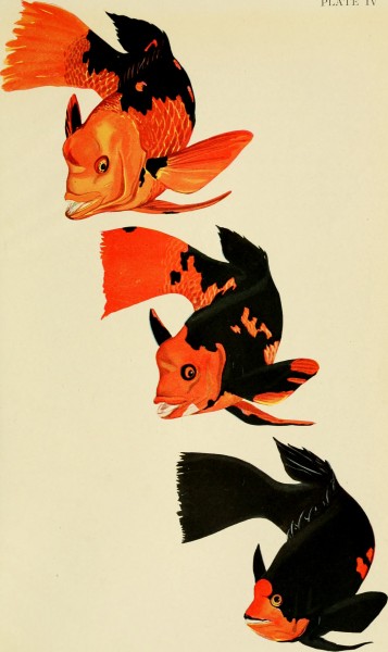 The Arcturus adventure - an account of the New York Zoological Society's first oceanographic expedition (1926) (20147447589)