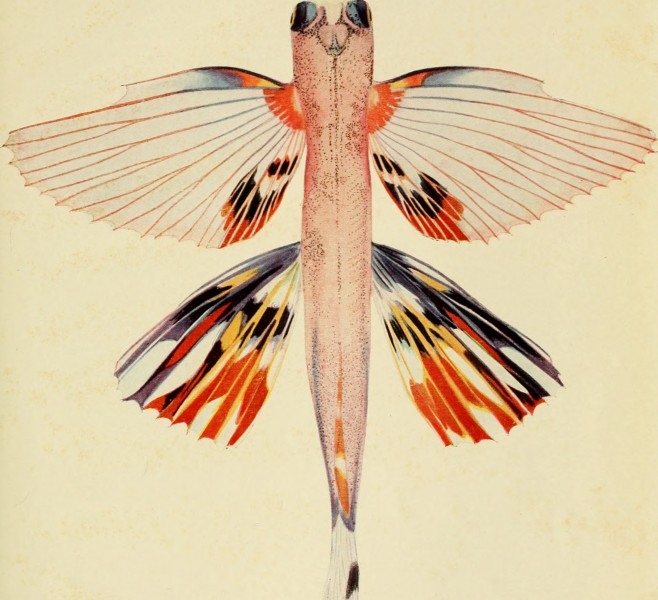 The Arcturus adventure - an account of the New York Zoological Society's first oceanographic expedition (1926) (20340087601)