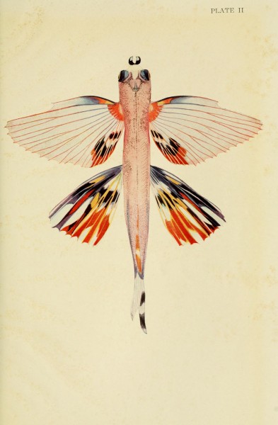 The Arcturus adventure (Plate II) BHL4686460