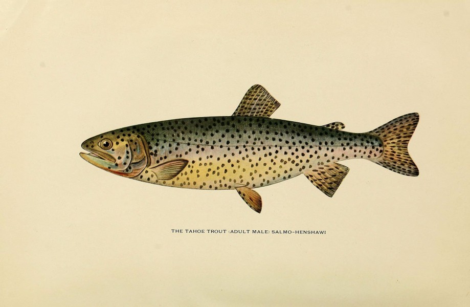 Trout fly-fishing in America (6308550925)