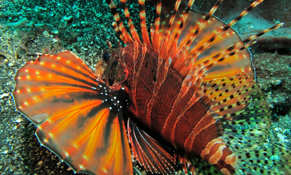 Zebra Turkeyfish (Dendrochirus zebra) (6065552653)