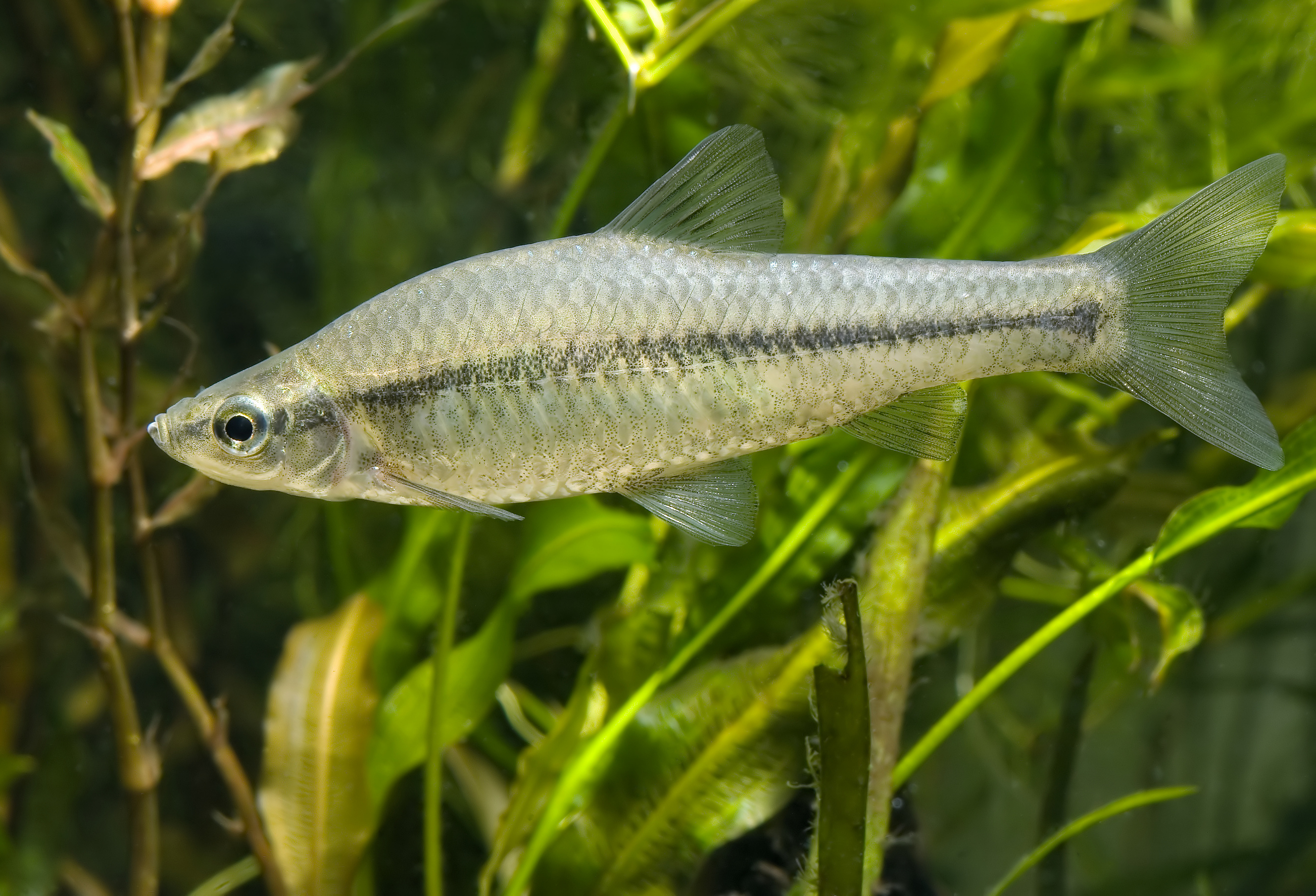 Pseudorasbora parva