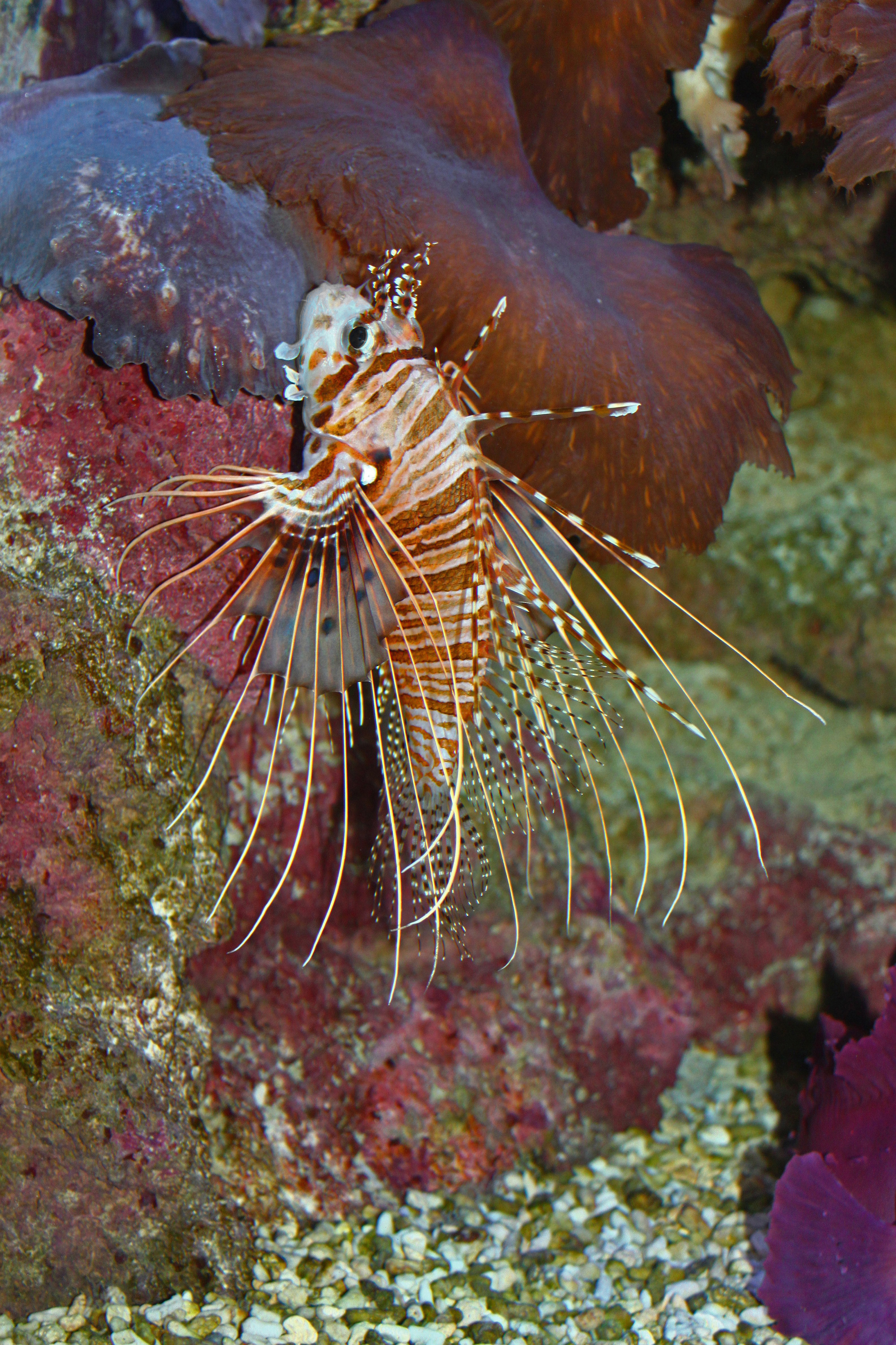 Pterois antennata 01