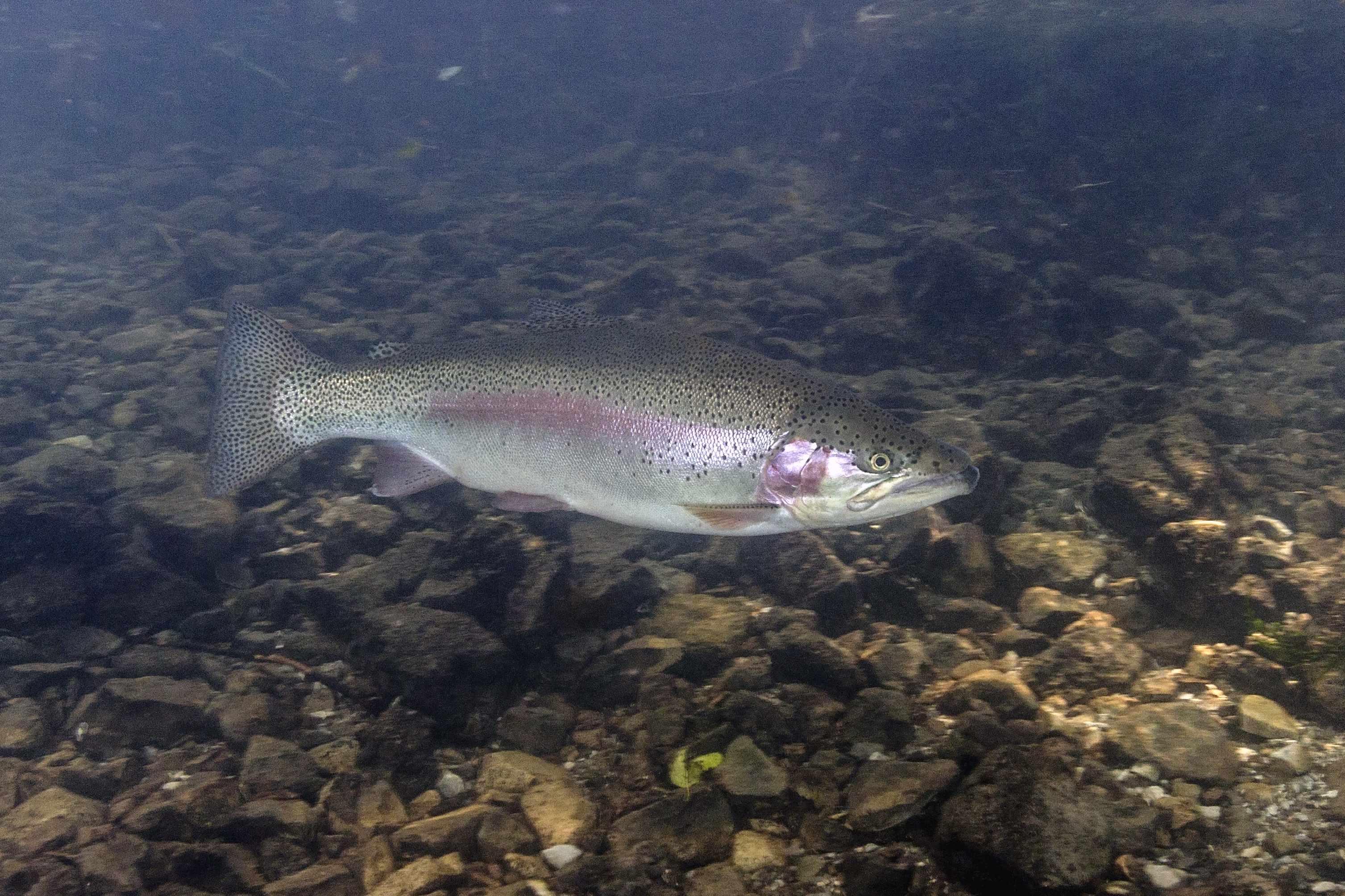 Rainbow Trout (Oncorhynchus mykiss)