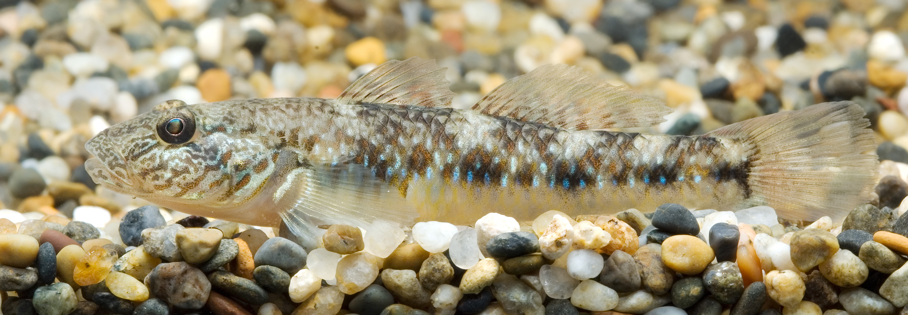 Rhinogobius giurinus (Shizuoka, Japan)