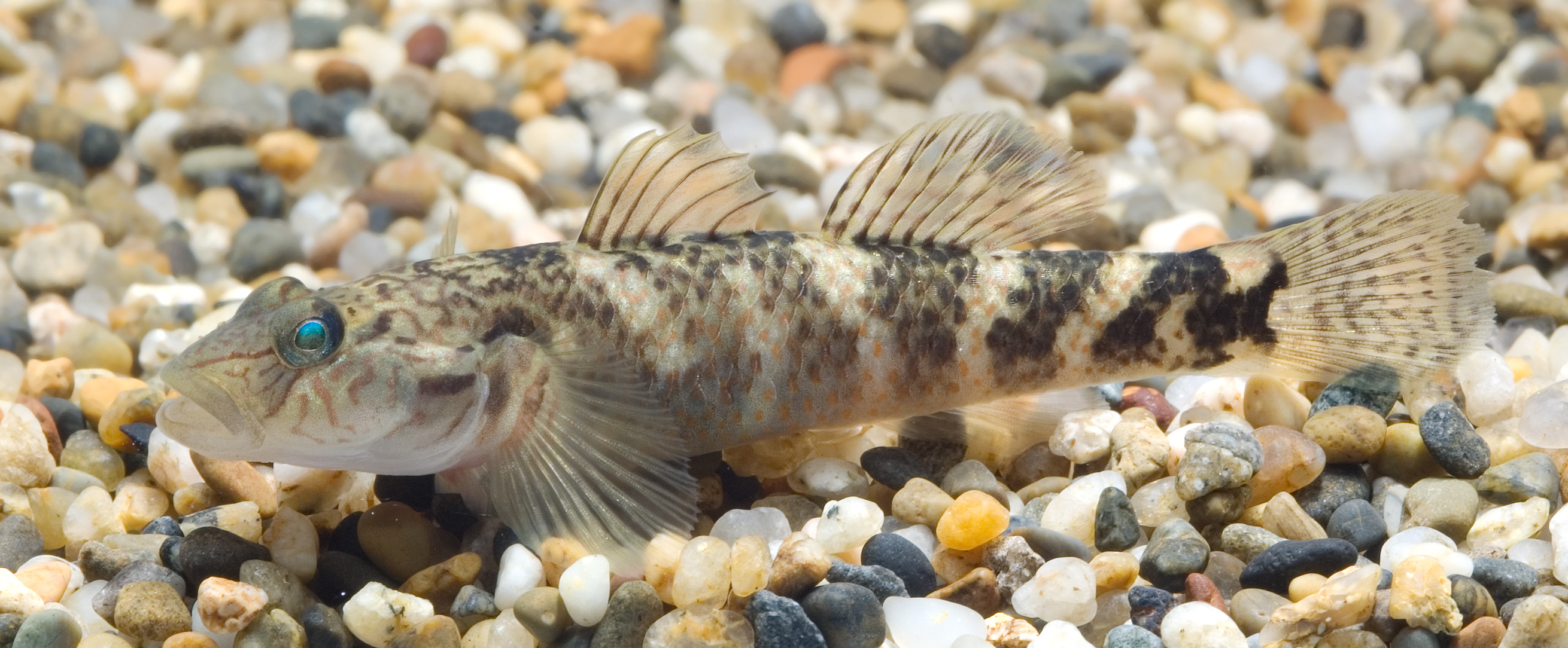Rhinogobius sp. CB (Shizuoka,Japan)