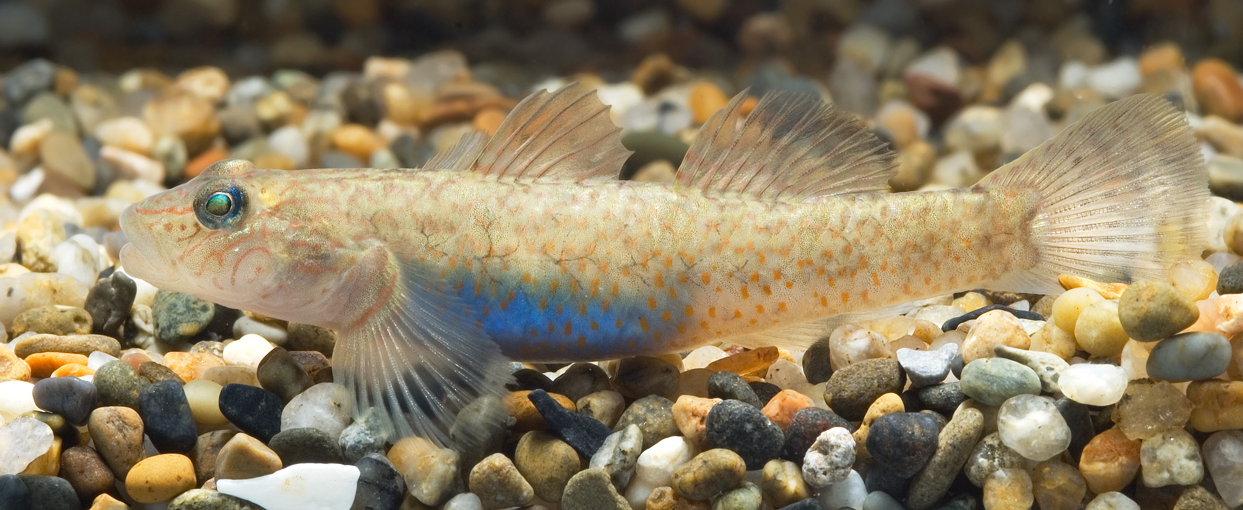 Rhinogobius sp. CB female(Shizuoka,Japan)
