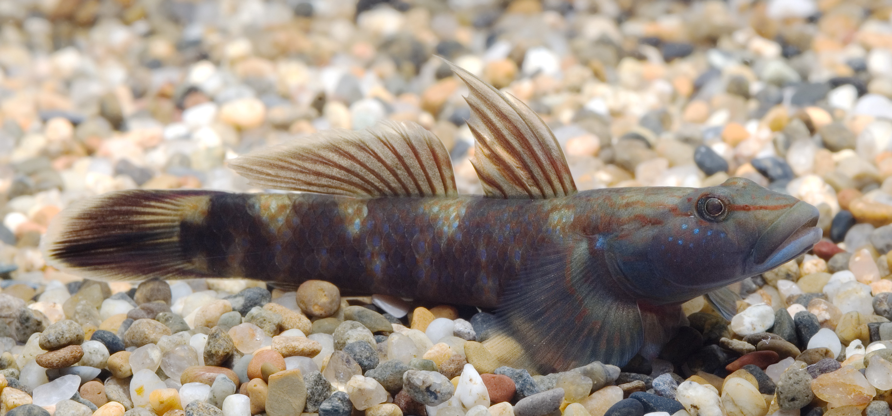 Rhinogobius sp. CO (Shizuoka,Japan)