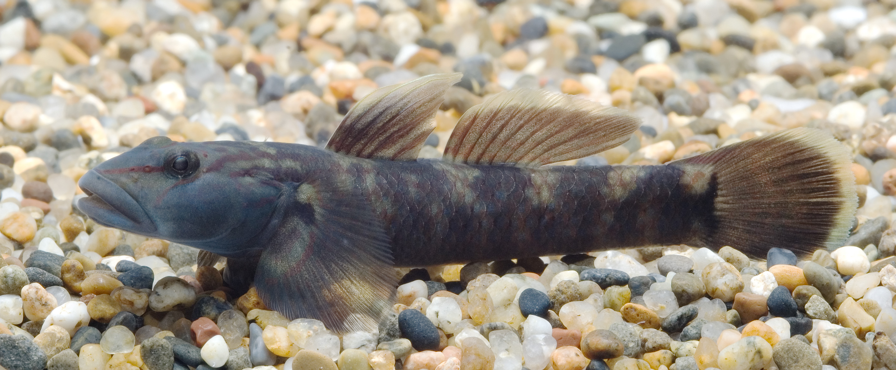 Rhinogobius sp. LD (Shizuoka,Japan)