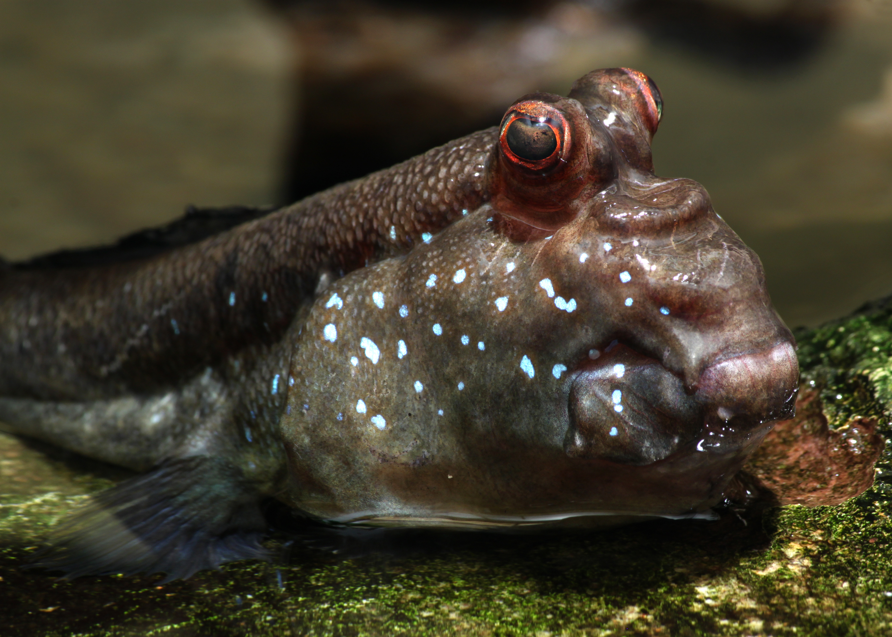 Schlammspringer Periophthalmus sp