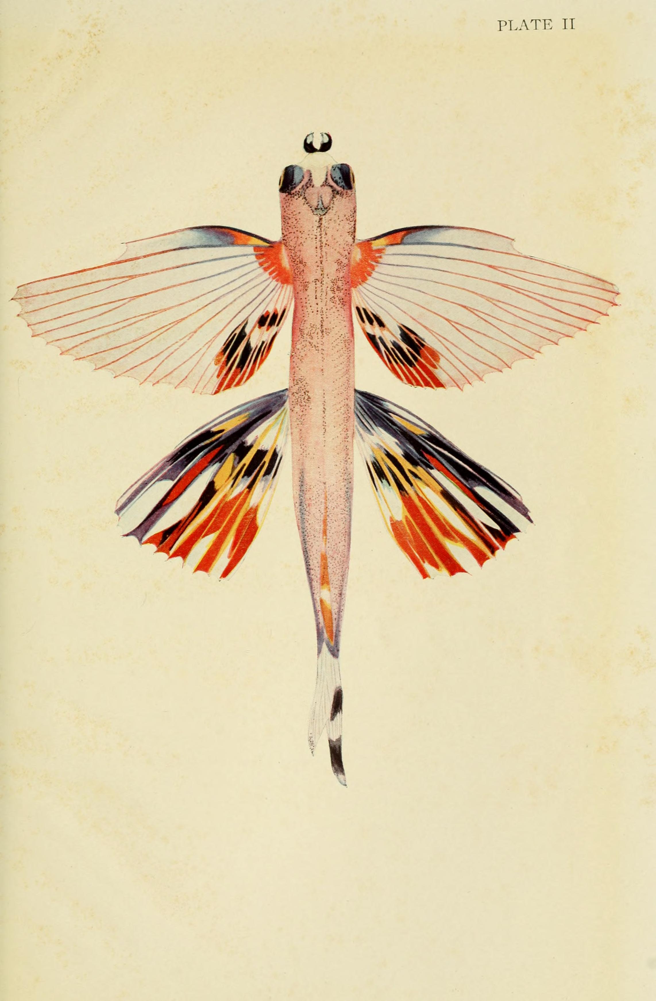 The Arcturus adventure (Plate II) BHL4686460