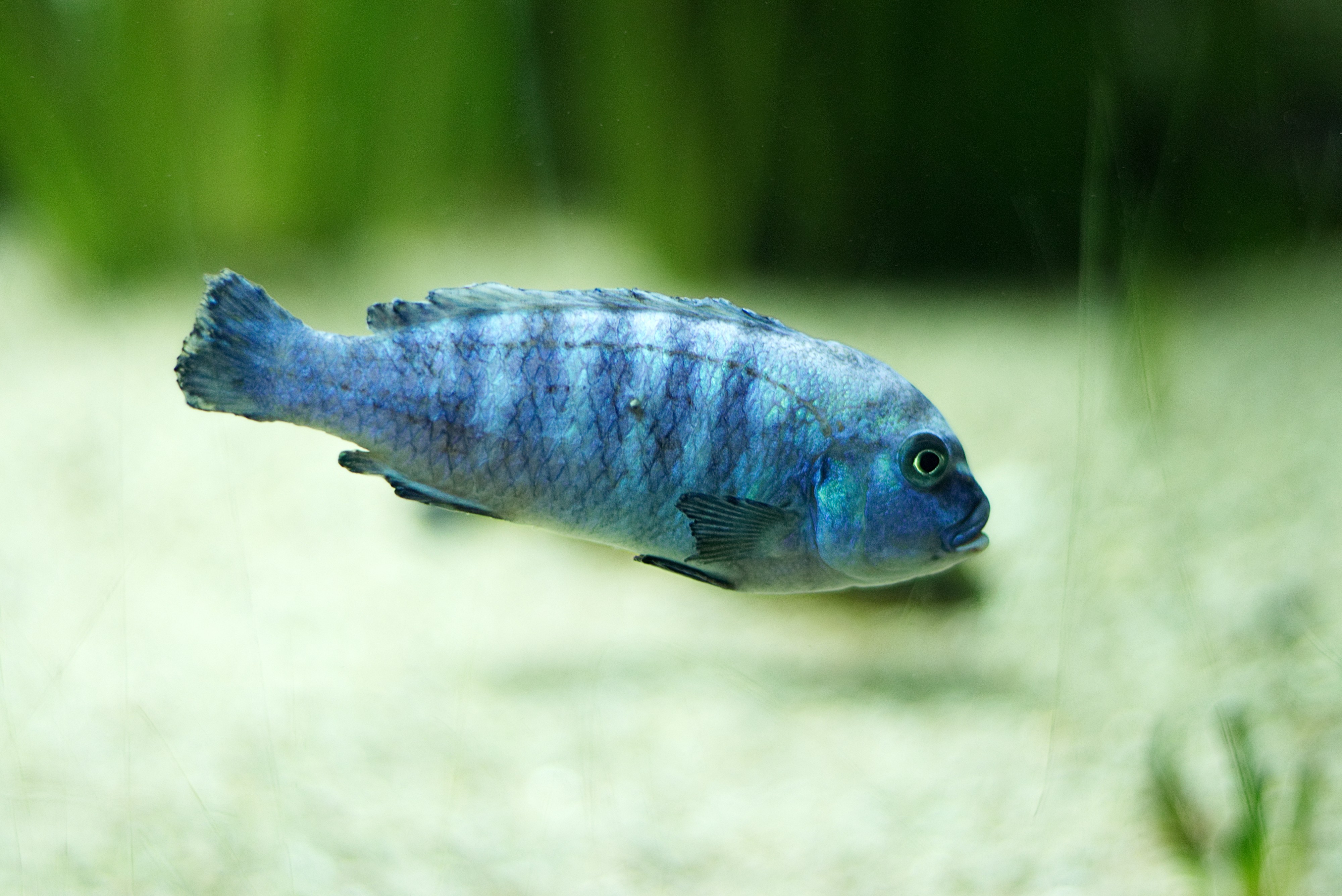 20171101 Wilhelma Fisch 02