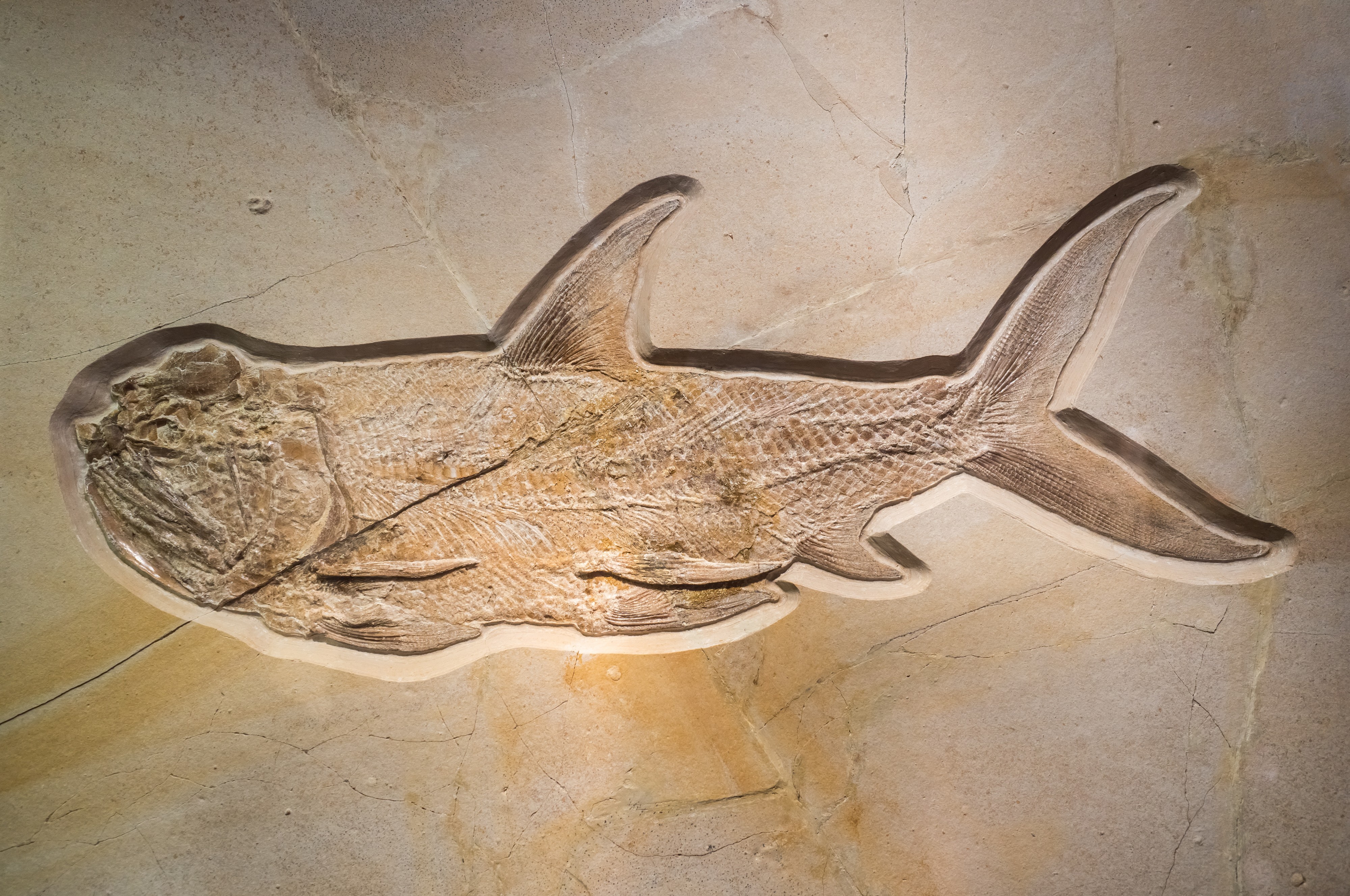 Bamberg Naturkundemuseum rätselhafter Fisch 17RM1947-PSD