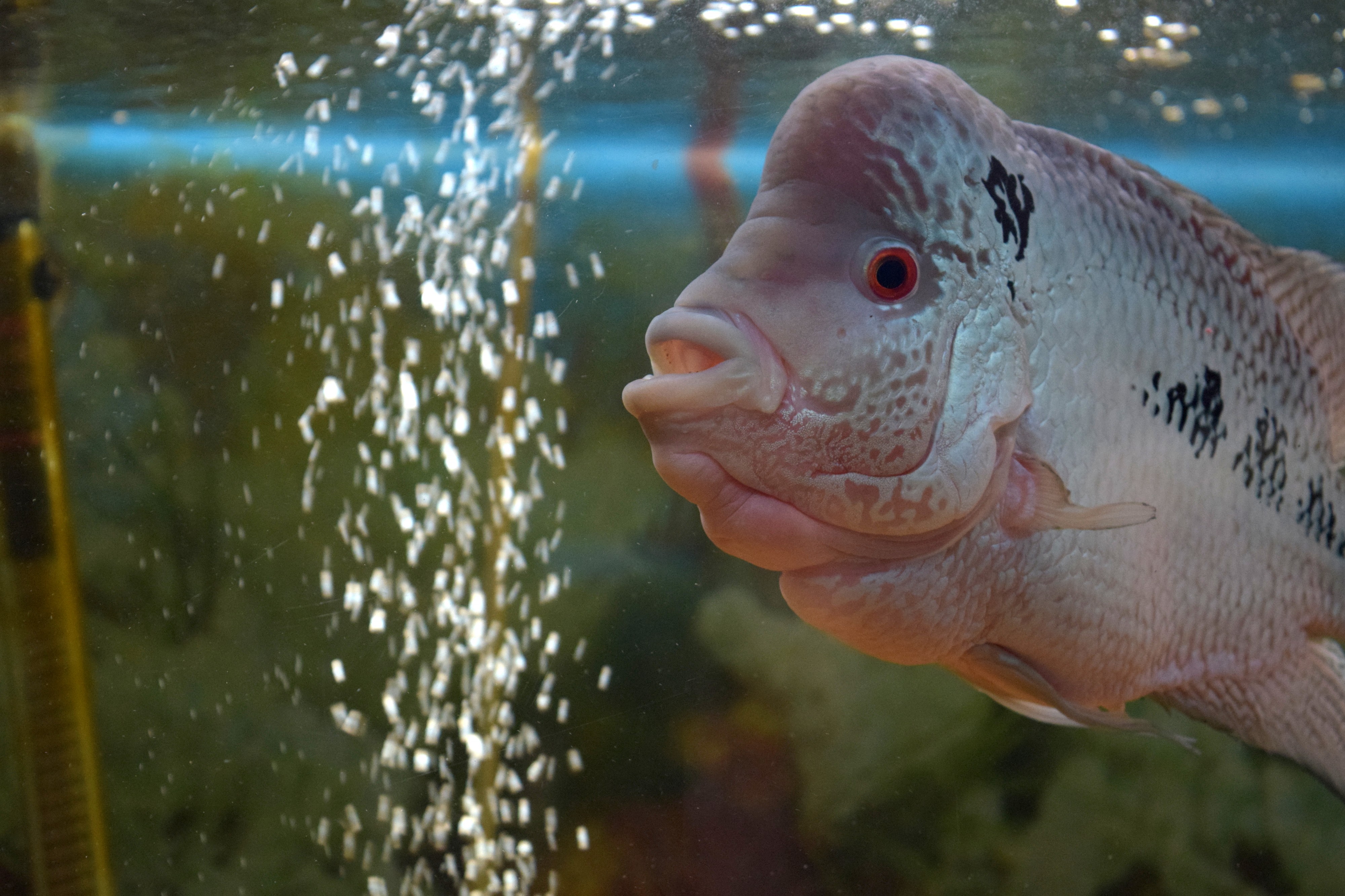 Flowerhorn Fish 2
