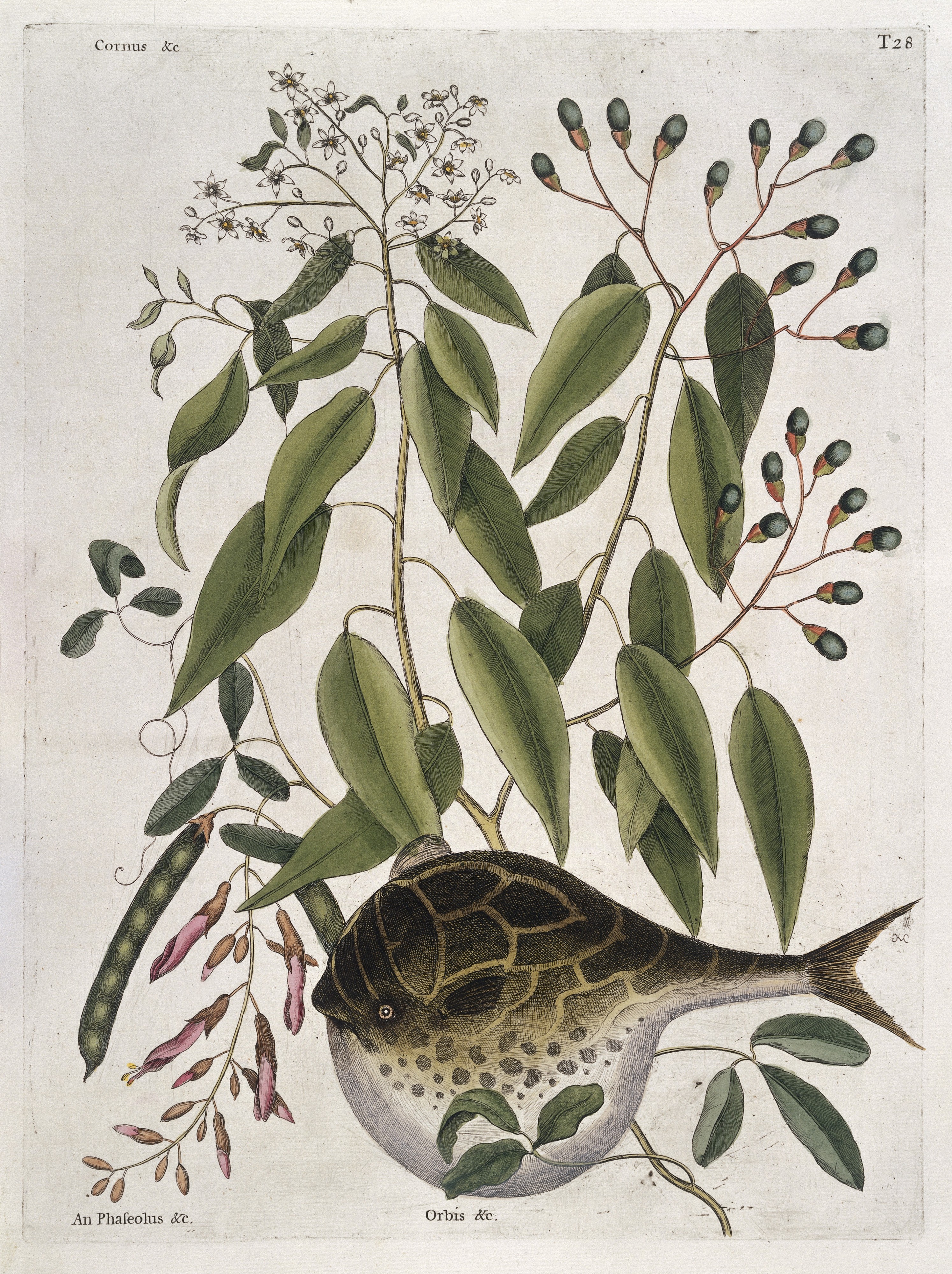 Globe fish with Cornus and An Phaseolus plants, 1731 Wellcome L0035367