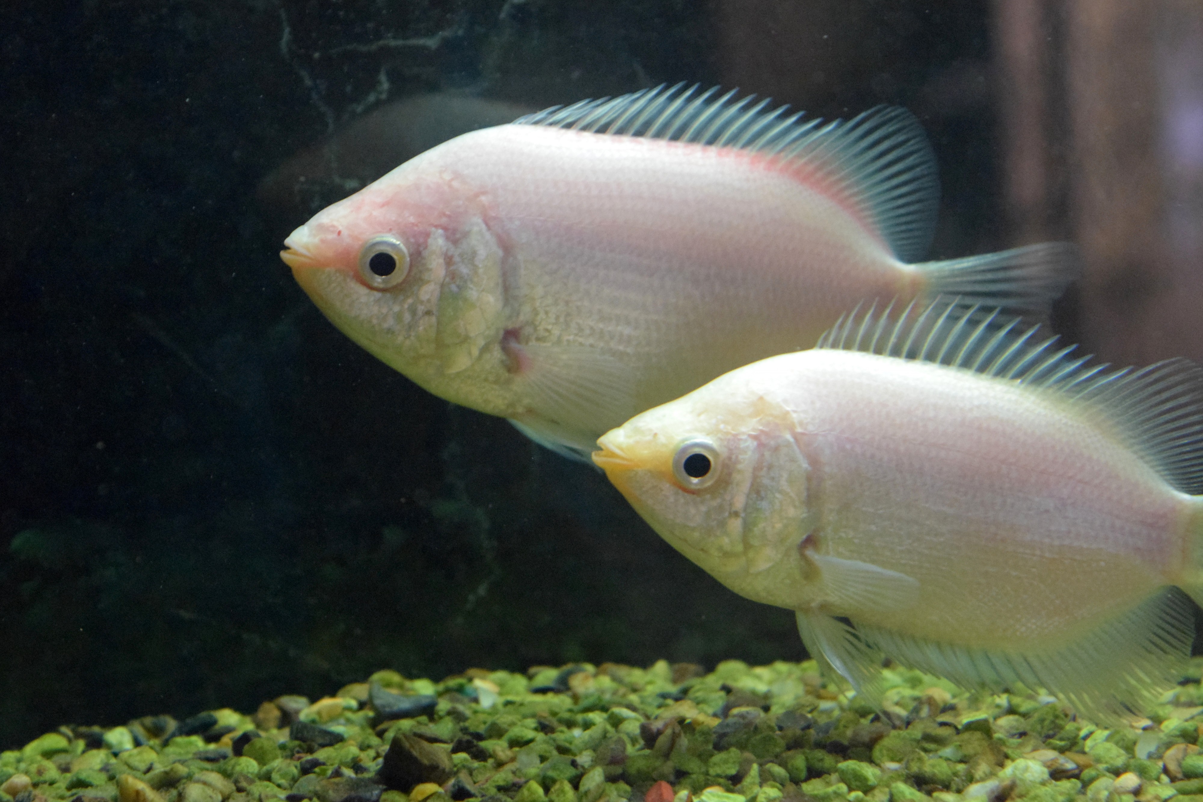 Kissing Gourami 2