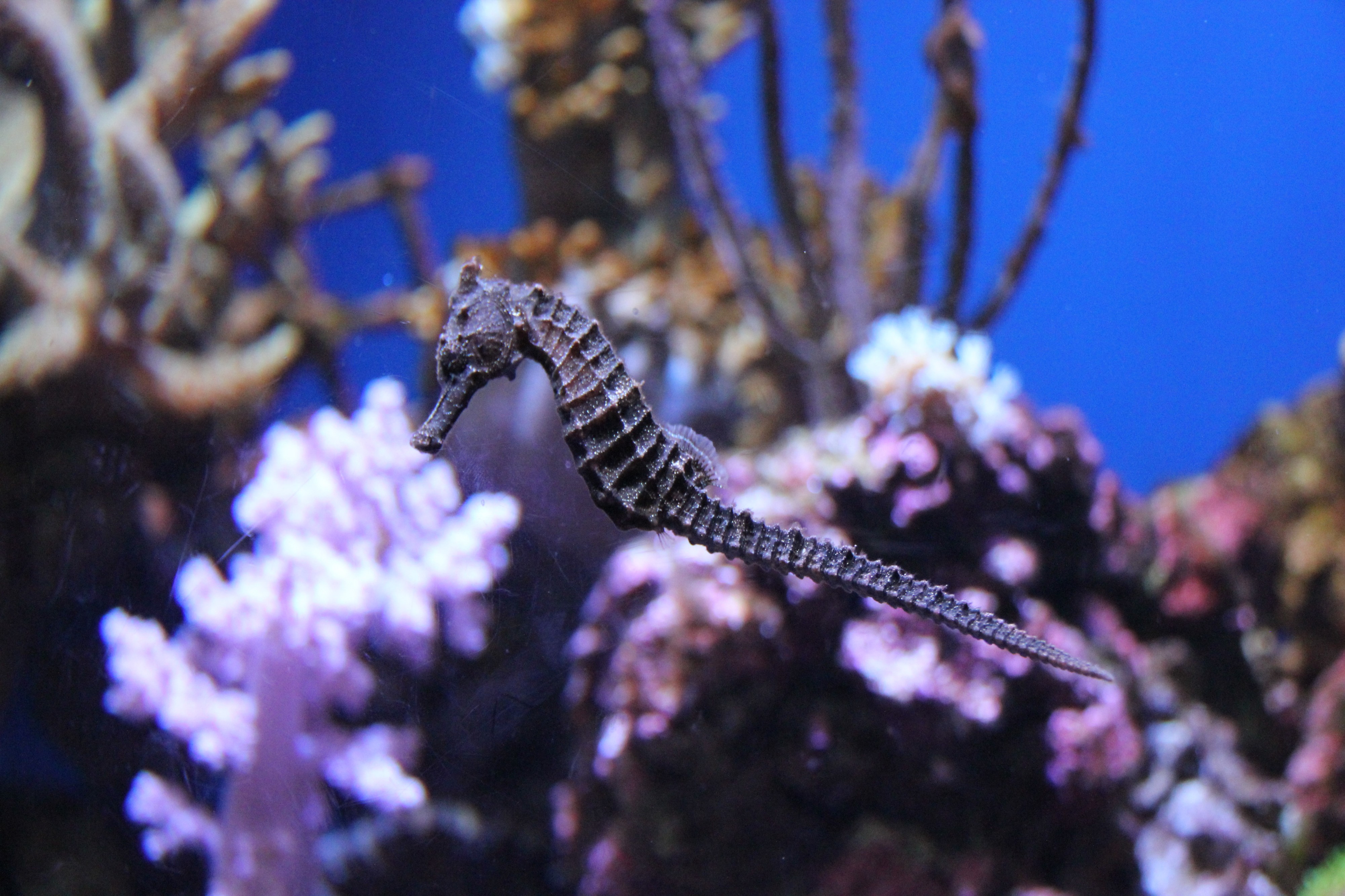 Laika ac Sunshine City Aquarium (7898412122)