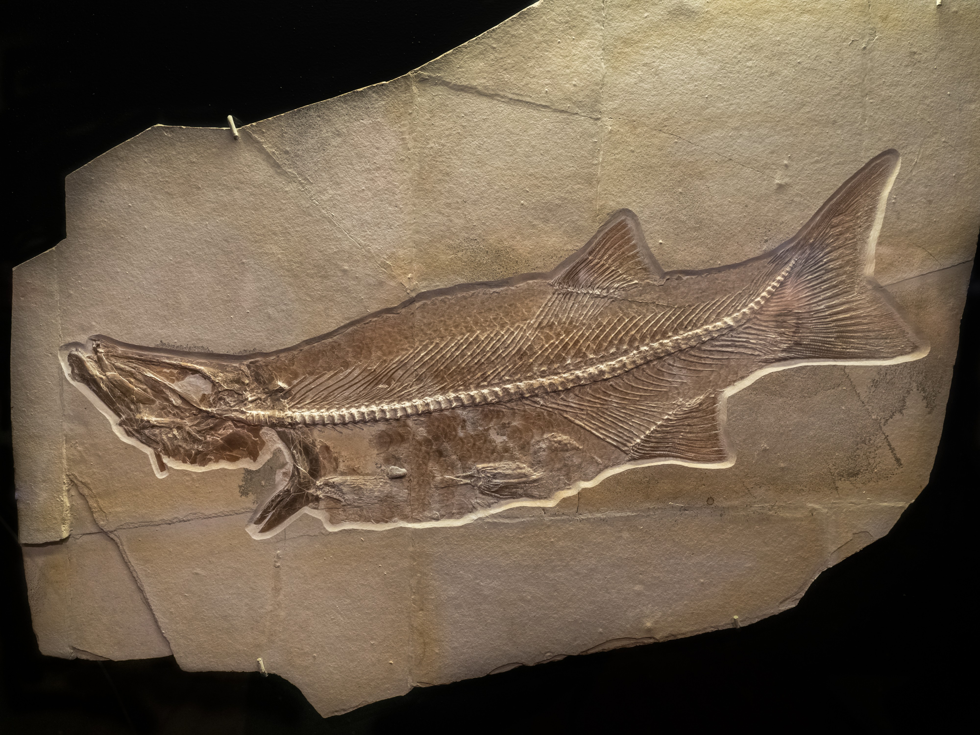 Naturkundemuseum Bamberg Ionoscopifomer Fisch 17RM1949