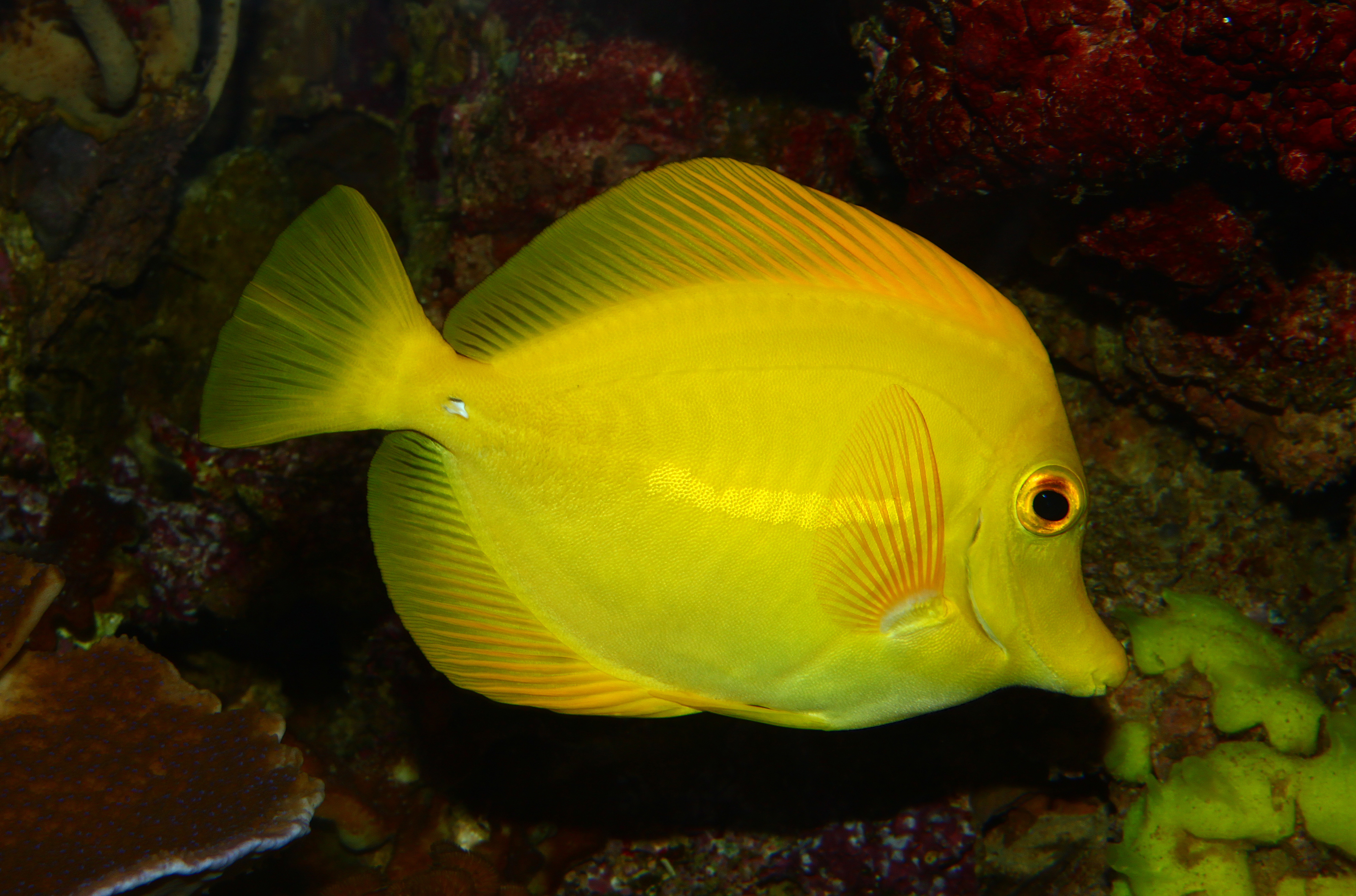 Zebrasoma flavescens 01