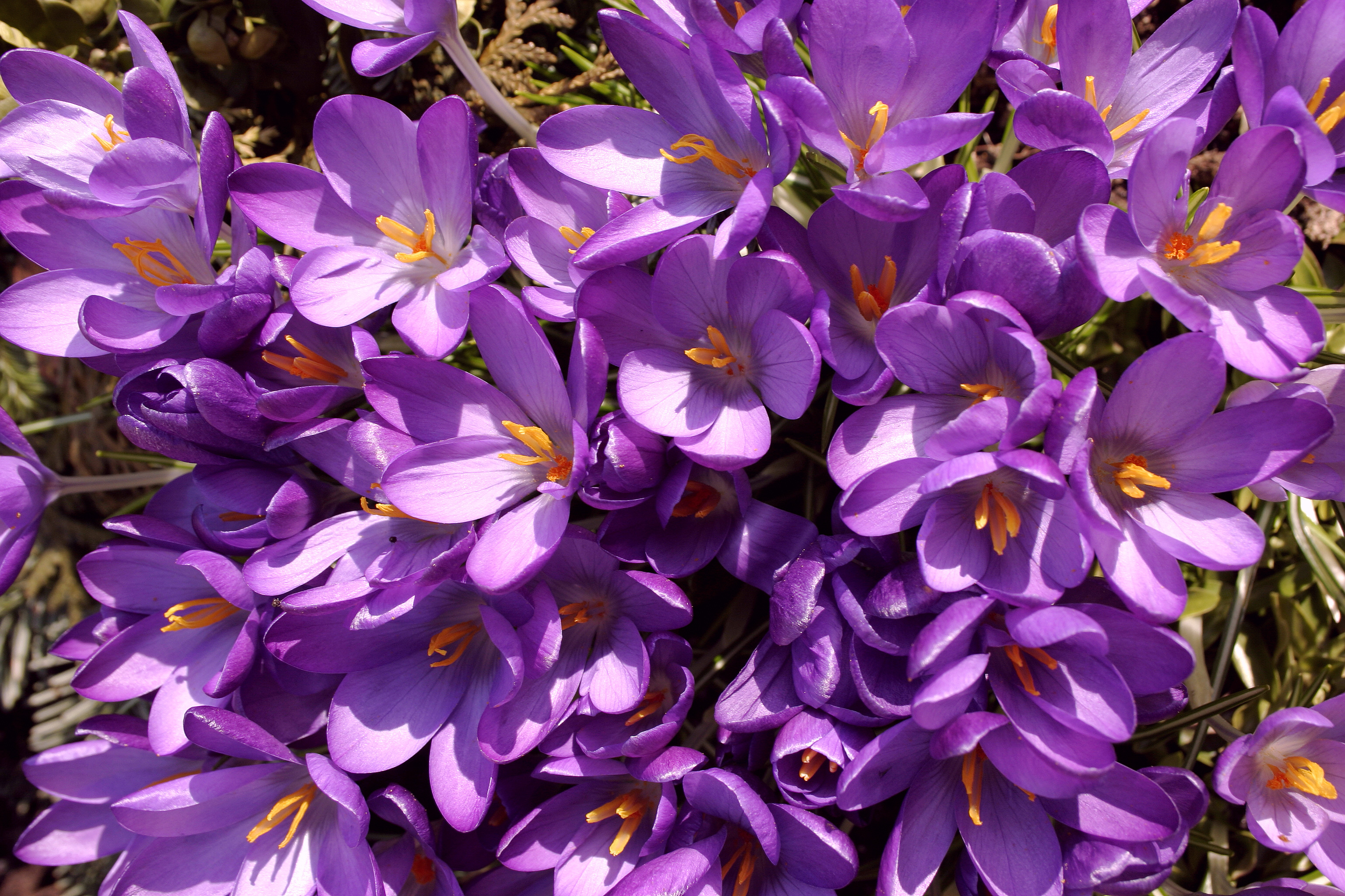 - Crocus -